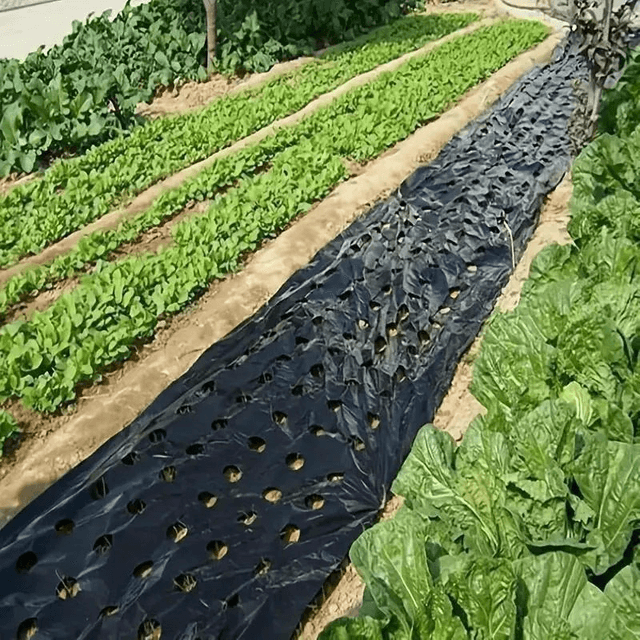 Film de Paillage Durable en PE pour Contrôle des Mauvaises Herbes, 95cm x 10 mètres,  