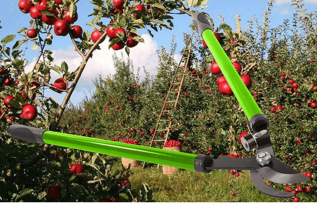 Cisailles de jardin manuelles pour branches