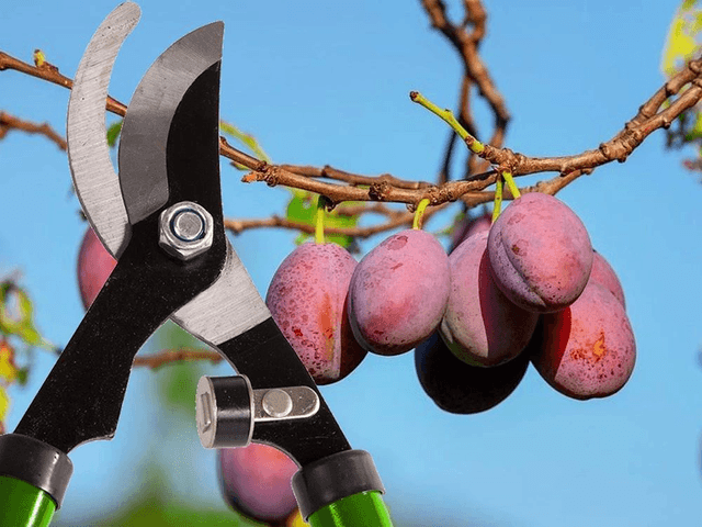 Cisailles de jardin manuelles pour branches