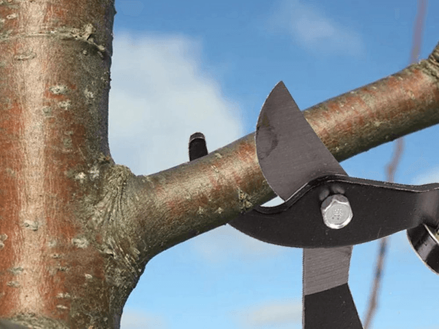 Cisailles de jardin manuelles pour branches